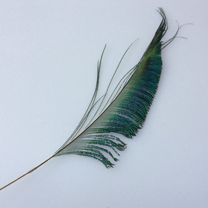 Sowder Natural Peacock Sword Feathers 10-15 Inches for Wedding Home Decoration Pcak of 30 - Image 3